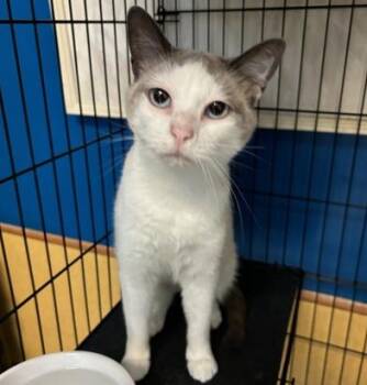 Domestic Short Hair Cats Available for Adoption - Chowder | PetCurious