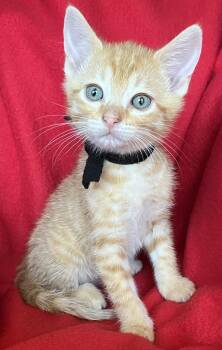 Taco -  Tabby Cat for Adoption in Hood River, Oregon - Taco | PetCurious