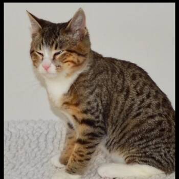 Rescue Tabby Cats for Adoption in San Andreas, California - Clint | PetCurious