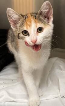 Jalea -  Domestic Short Hair Cat for Adoption in Saint Clairsville, Ohio - Jalea | PetCurious
