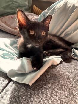 Cherokee -  Domestic Short Hair Cat for Adoption in Mcpherson, Kansas - Cherokee | PetCurious