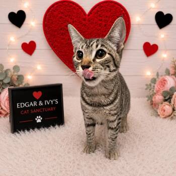 Canoli -  Domestic Short Hair Cat for Adoption in Corpus Christi, Texas - Canoli | PetCurious