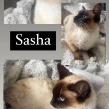 Sasha -  Siamese Cat for Adoption in Orangevale, California - Sasha | PetCurious