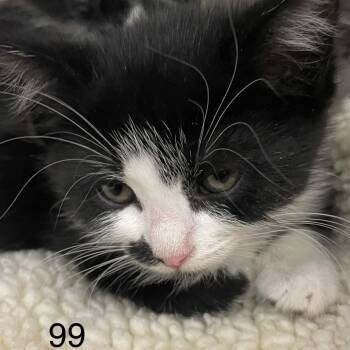 Ulla -  Domestic Medium Hair Cat for Adoption in Spokane, Washington - Ulla | PetCurious