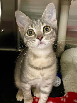Carina -  Domestic Short Hair Cat for Adoption in Chico, California - Carina | PetCurious