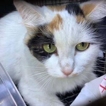 IVHS-Stray-143056 -  Domestic Medium Hair Cat for Adoption in San Gabriel, California - IVHS-Stray-143056 | PetCurious