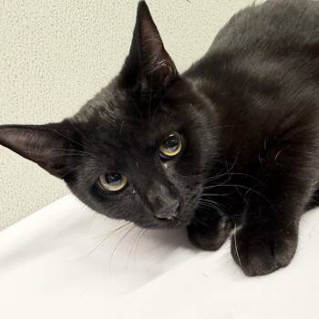Pookie -  Domestic Short Hair Cat for Adoption in Tampa, Florida - Pookie | PetCurious
