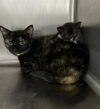 Rescue Domestic Short Hair Cats for Adoption in Dalton, Georgia - Rizzo | PetCurious