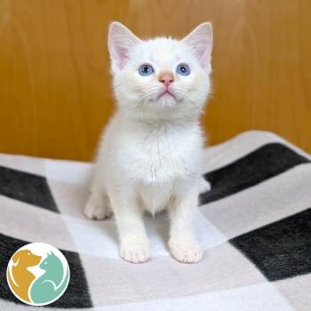 Squonch -  Domestic Short Hair Cat for Adoption in Toledo, Ohio - Squonch | PetCurious