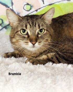 Domestic Short Hair Cats Available for Adoption in Gilbert, Arizona - Bramble | PetCurious