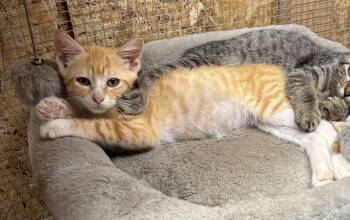 Rescue American Shorthair Cats for Adoption in Hartford, Alabama - Dorito | PetCurious