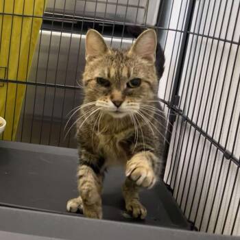Yvette -  Domestic Short Hair Cat for Adoption in Winthrop, Maine - Yvette | PetCurious