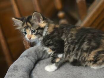 Fee -  Calico Cat for Adoption in Greensburg, Pennsylvania - Fee | PetCurious