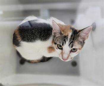 MOCHI -  Domestic Short Hair Cat for Adoption in Dallas, Texas - MOCHI | PetCurious