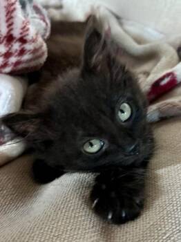 Sassy -  Domestic Short Hair Cat for Adoption in Divide, Colorado - Sassy | PetCurious
