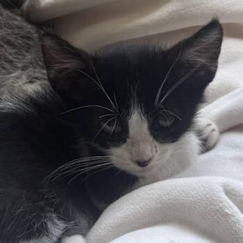 Remy -  Domestic Short Hair Cat for Adoption in Los Angeles, California - Remy | PetCurious