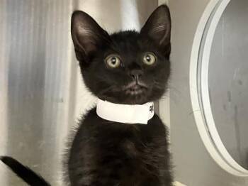 Domestic Short Hair Cats Available for Adoption in Tustin, California - PATRICIA | PetCurious