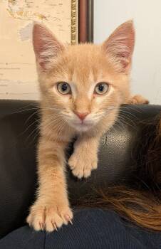Tiger -  Domestic Short Hair Cat for Adoption in Lenexa, Kansas - Tiger | PetCurious