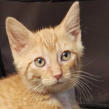 Blossom -  Domestic Short Hair Cat for Adoption in Cumming, Georgia - Blossom | PetCurious