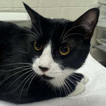 Danny D. -  Domestic Short Hair Cat for Adoption in Murray, Utah - Danny D. | PetCurious