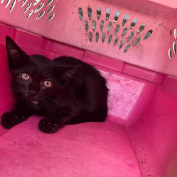 Almost -  Domestic Short Hair Cat for Adoption in Lake Jackson, Texas - Almost | PetCurious