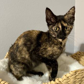 Rescue Domestic Short Hair Cats for Adoption in Hackett, Arkansas - Mellie | PetCurious