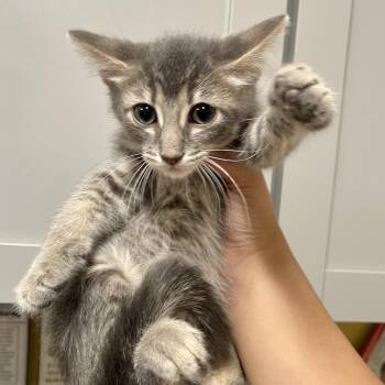 Buzz -  Domestic Short Hair Cat for Adoption in Huntsville, Arkansas - Buzz | PetCurious