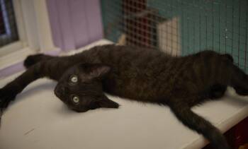 Diesel -  Domestic Short Hair Cat for Adoption in Santa Barbara, California - Diesel | PetCurious