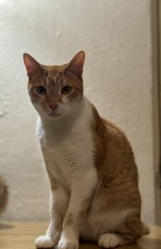 Rescue Domestic Short Hair Cats for Adoption in Lodi, California - Skittles | PetCurious