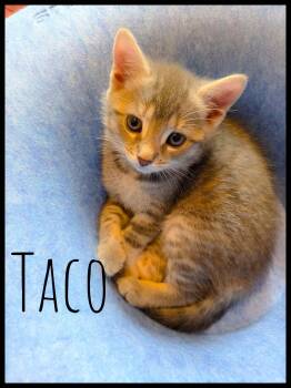 Domestic Short Hair Cats Available for Adoption in Enfield, Connecticut - Taco Kitten  | PetCurious