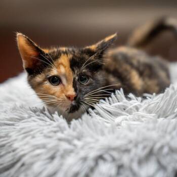 Truffle -  Domestic Short Hair Cat for Adoption in Gainesville, Georgia - Truffle | PetCurious