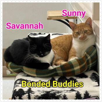 Rescue Domestic Short Hair Cats for Adoption in North Saint Paul, Minnesota - Savannah | PetCurious