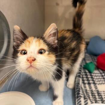 Pumpkin -  Domestic Short Hair Cat for Adoption in Fairport, New York - Pumpkin | PetCurious