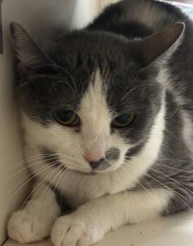 Rescue Domestic Short Hair Cats for Adoption in Pocatello, Idaho - Calisto | PetCurious