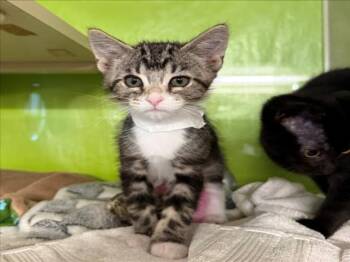 *PEANUT -  Domestic Short Hair Cat for Adoption in Woodland, California - *PEANUT | PetCurious