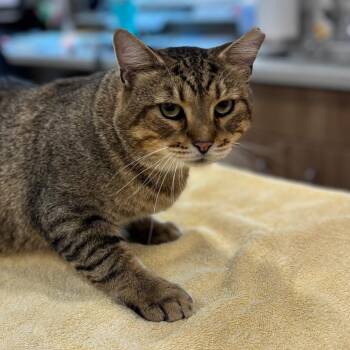 Lieutenant Marshall Johansen -  Domestic Short Hair Cat for Adoption in Nashville, Indiana - Lieutenant Marshall Johansen | PetCurious