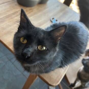 Rescue Domestic Medium Hair Cats for Adoption in Austin, Texas - Hockney NN | PetCurious