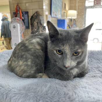 Domestic Short Hair Cats Available for Adoption - Venus | PetCurious
