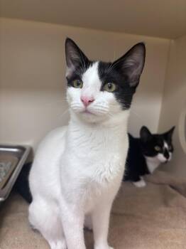 Ursala -  Domestic Short Hair Cat for Adoption in Lancaster, Pennsylvania - Ursala | PetCurious