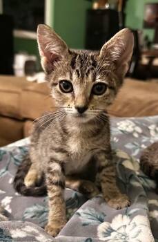 Rescue Domestic Short Hair Cats for Adoption in West Chester, Pennsylvania - Mouse | PetCurious