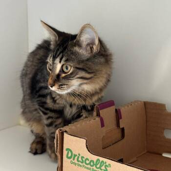 Waffles -  Domestic Short Hair Cat for Adoption in Greensboro, North Carolina - Waffles | PetCurious
