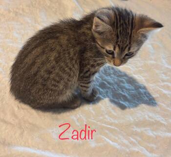 Zadir -  Tabby Cat Available for Adoption in Snyder, Texas - Zadir | PetCurious