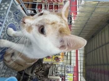 Domestic Short Hair Cats Available for Adoption - Zephyr | PetCurious