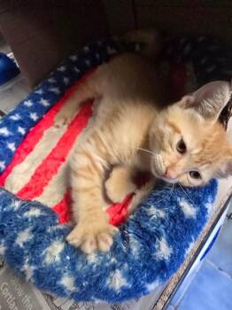 Landon -  Domestic Short Hair Cat for Adoption in Cortland, New York - Landon | PetCurious