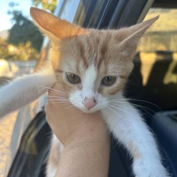 Friday -  Domestic Short Hair Cat for Adoption in Hemet, California - Friday | PetCurious