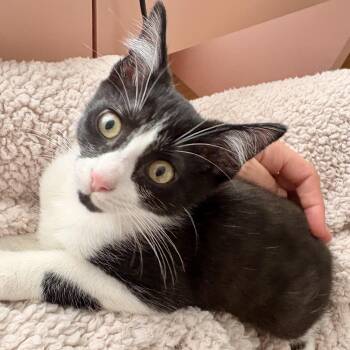 Gochugang -  Domestic Short Hair Cat for Adoption in Richmond, Virginia - Gochugang | PetCurious