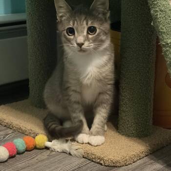Minky & Winky -  Domestic Short Hair Cat for Adoption in Andover, Connecticut - Minky & Winky | PetCurious