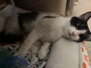 Domestic Short Hair Cats Available for Adoption - Flower | PetCurious