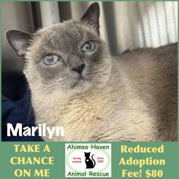 Marilyn -  Domestic Short Hair and Siamese Cat for Adoption in Winchendon, Massachusetts - Marilyn | PetCurious