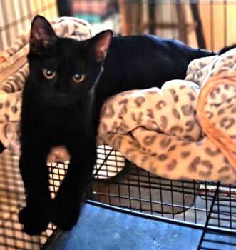 Rescue Domestic Short Hair Cats for Adoption in Beaufort, South Carolina - Kimchi | PetCurious